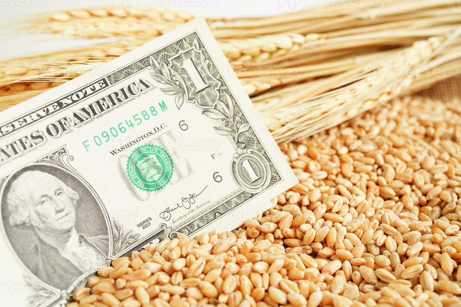 Wheat grains with US dollar banknotes, trade export and economy concept. photo