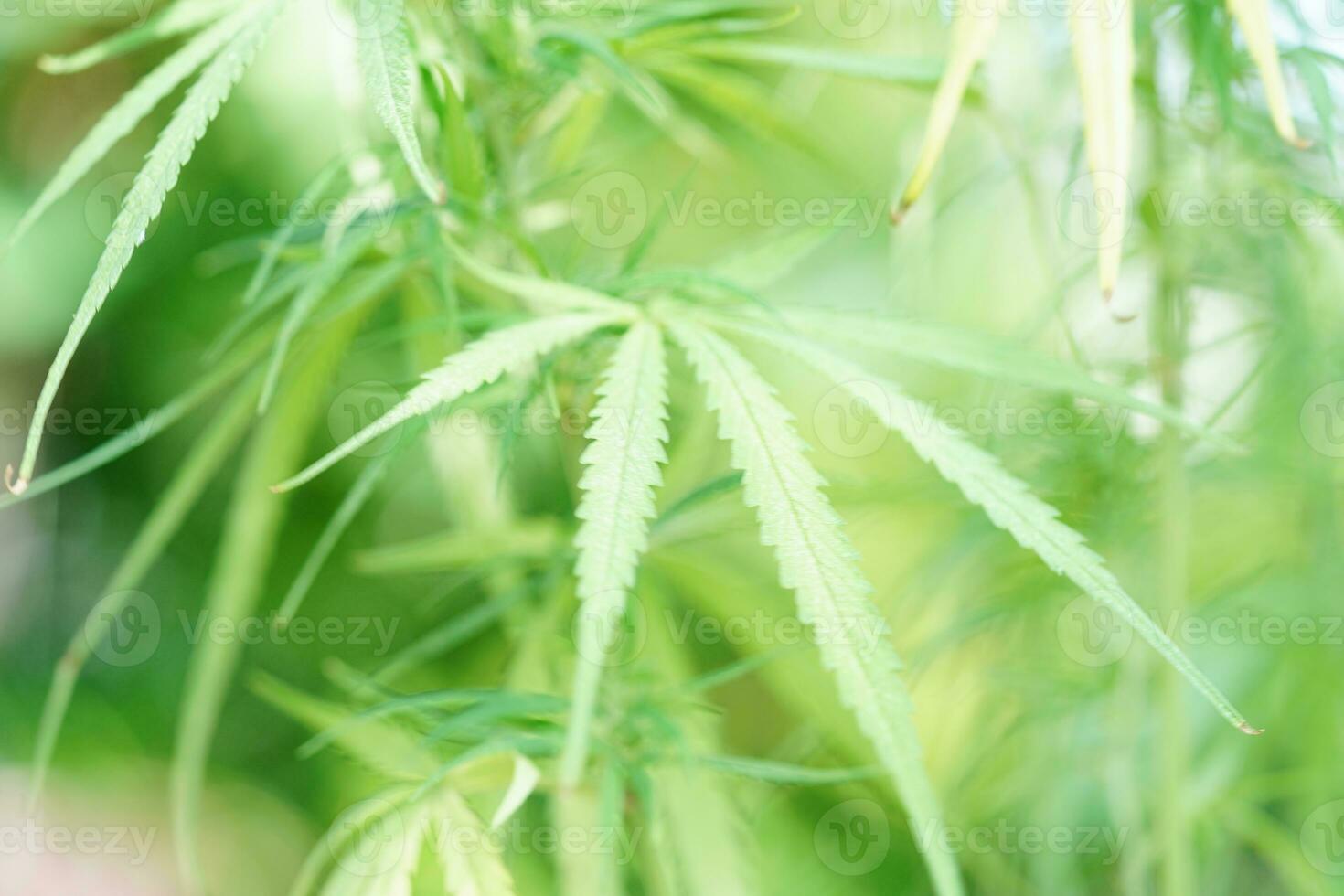 Cannabis, marijuana or marihuana leaf, cbd, thc used as drug, intoxicant, or alternative medicine. photo
