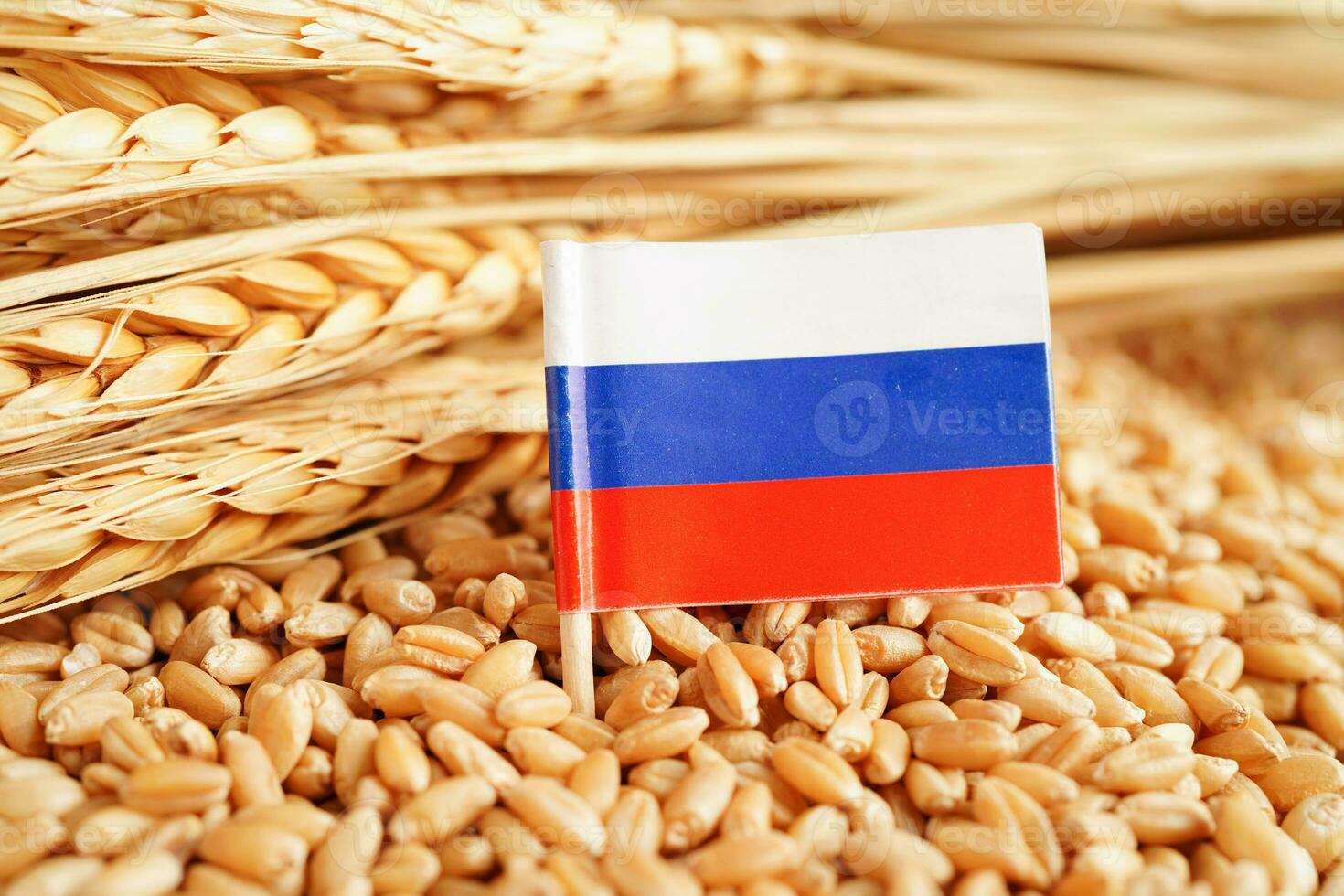 Russia flag on grain wheat, trade export and economy concept. photo