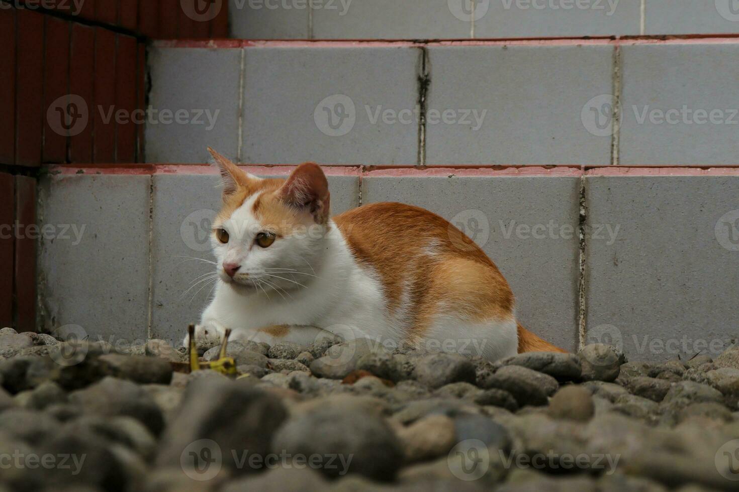 Turkish Van cat breed looking into grasshopper and ready to pouncing to its prey photo