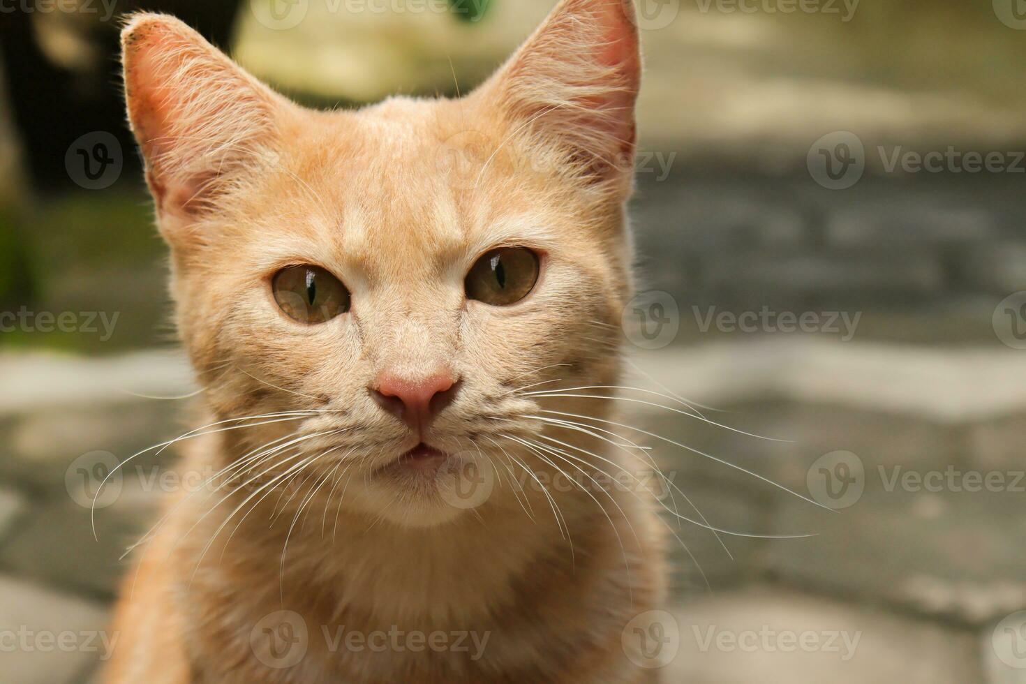 Close up of fat orange cat looking at camera while on walking. Selective focus image with blurry background photo