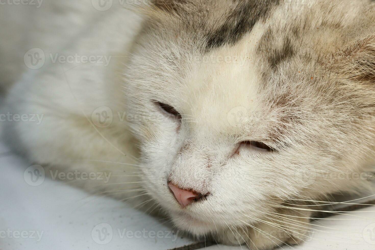 Dirty white adult cat sleeping on the floor with foot on chin photo