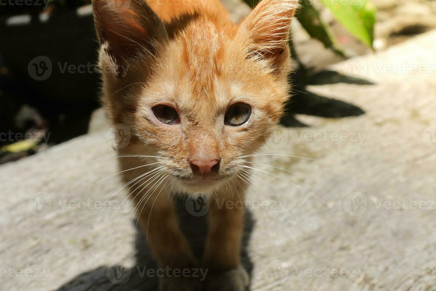Close up of fat orange cat looking at camera while on walking. Selective focus image with blurry background photo