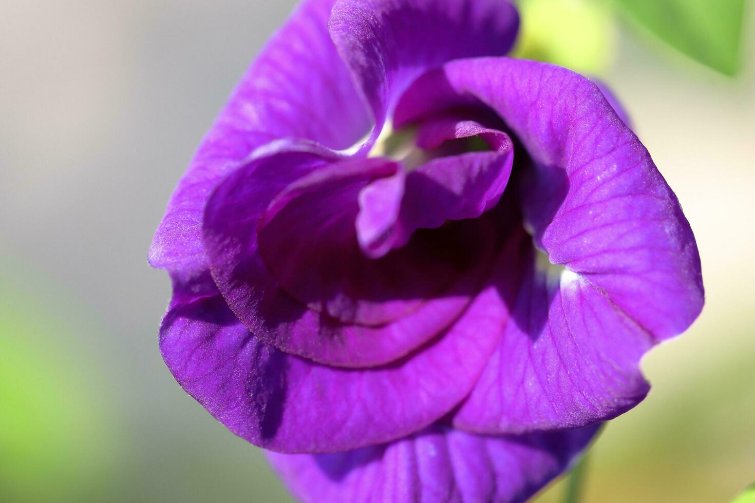 hermosa azul flor de cerca macro foto