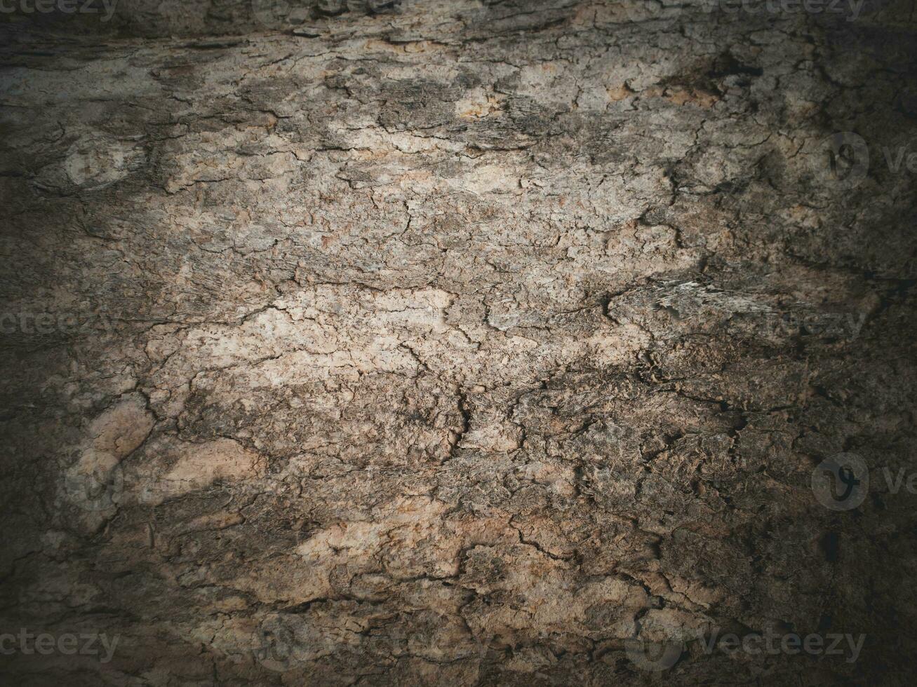 Beautiful natural bark, tree surface, cork, epidermis, tree bark, for design or design. nature background. photo