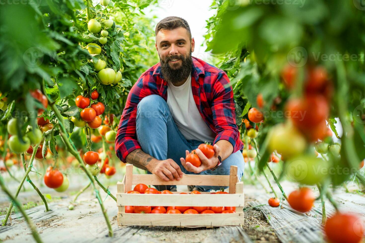 orgánico invernadero negocio. granjero es cosecha Fresco y maduro Tomates en su invernadero. foto