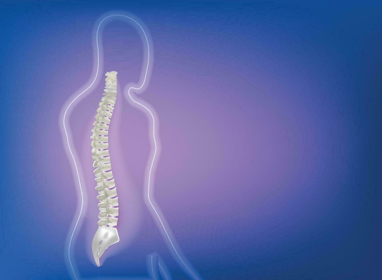 Human spine anatomy Clinic Institute chiropractor vector