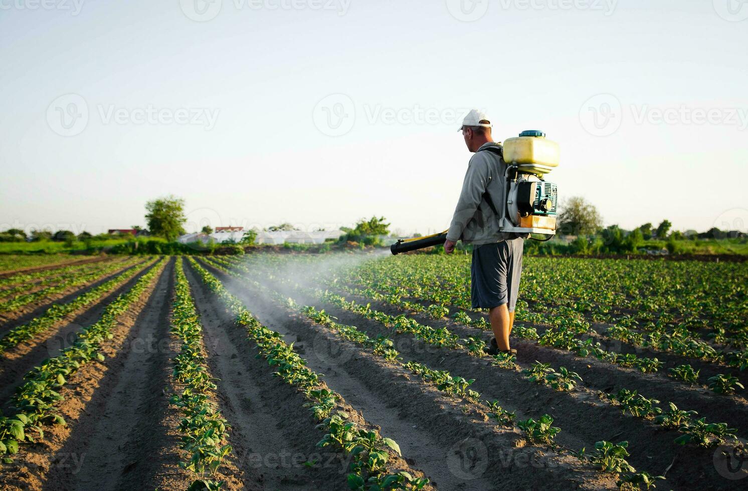 granjero aerosoles pesticidas en plantación. utilizar de productos quimicos para proteccion de plantas desde insectos y hongos infecciones granja trabajo en campo. agricultura y agro industria. pesticidas y fungicidas foto