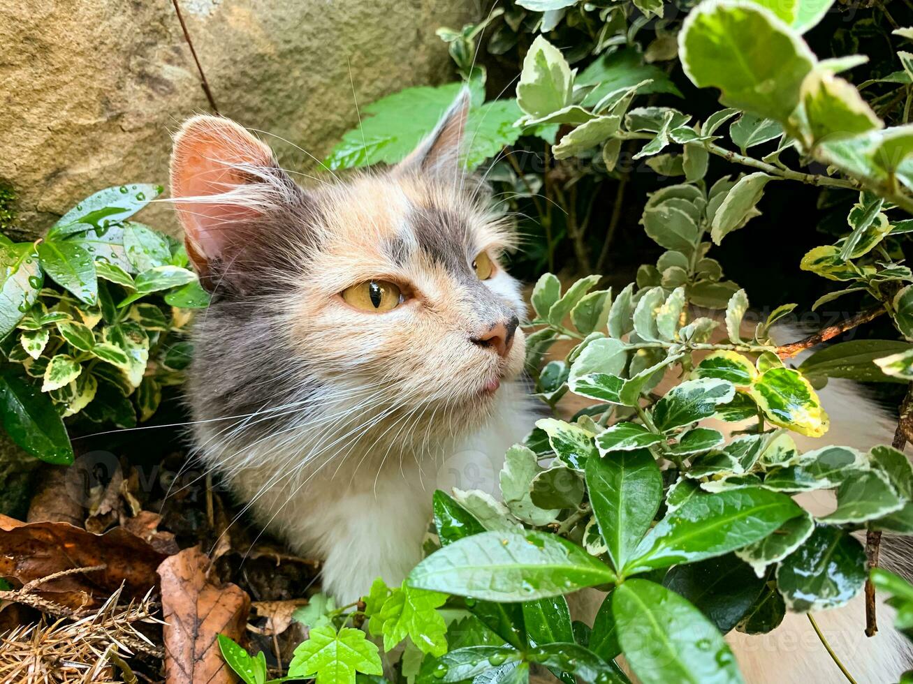 Tricolor female cat hiding in the bushes. Domestic cat head. Looking for prey. Hunting and surveillance. photo