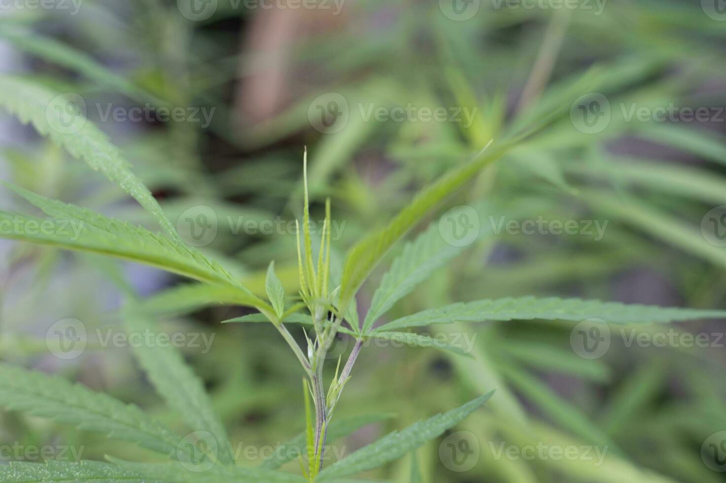 Green marijuana plant abstract pattern on medical, biology photo
