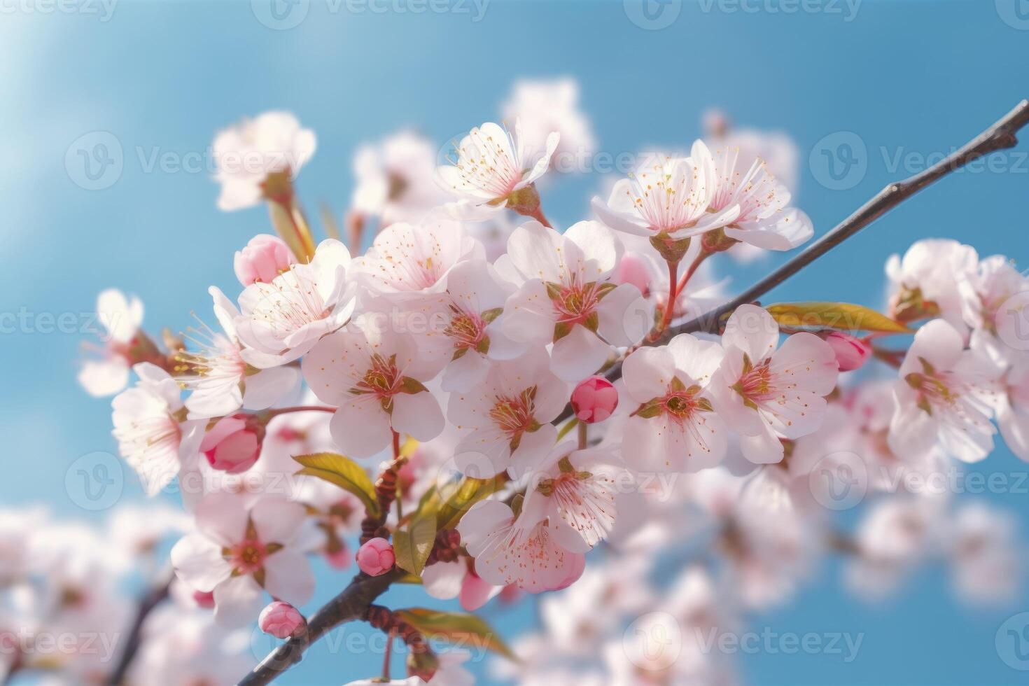 close up hyperrealistic cinematic blossom cherry tree background photo