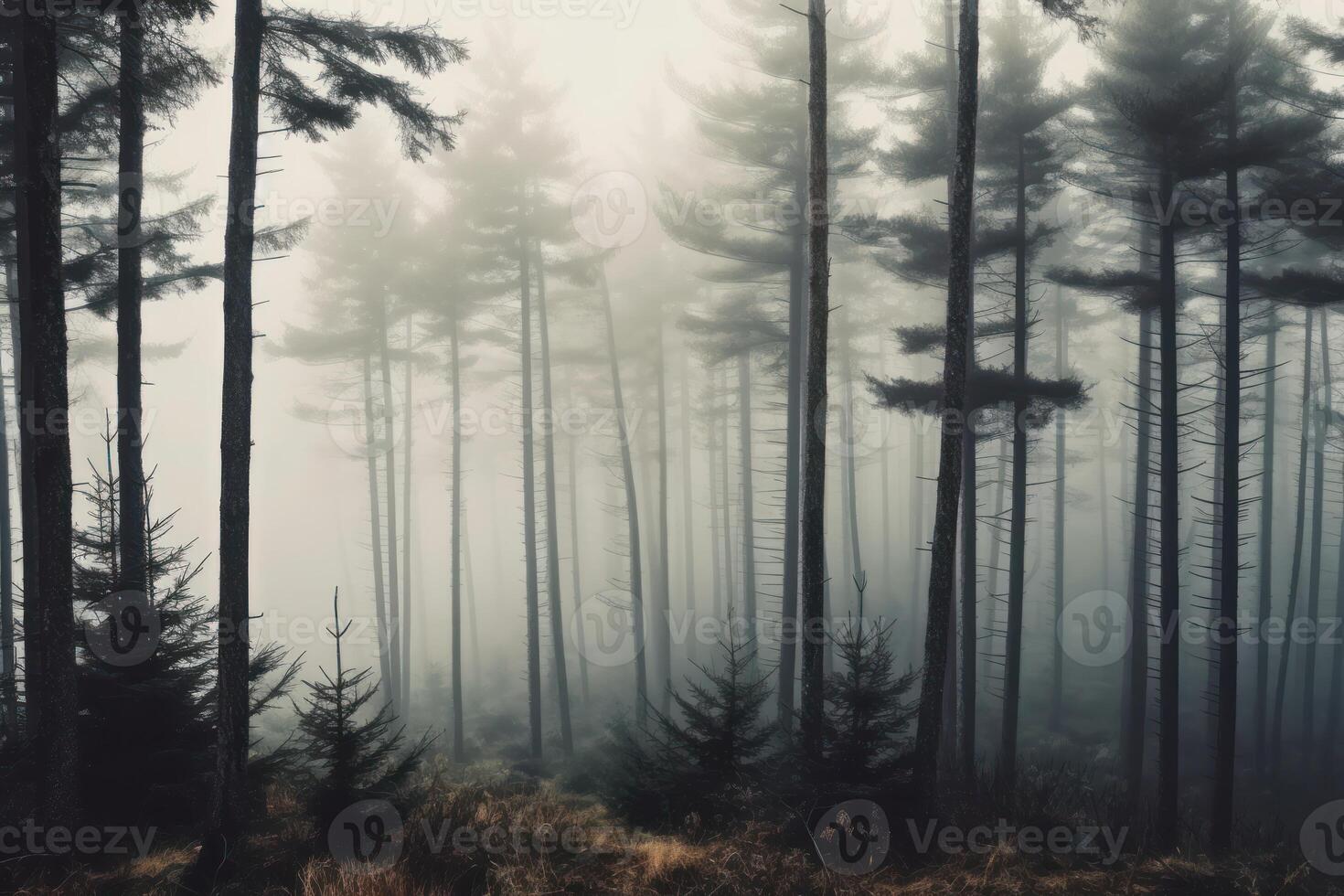 close view of a mountain forest with high trees myst and fog grim background photo