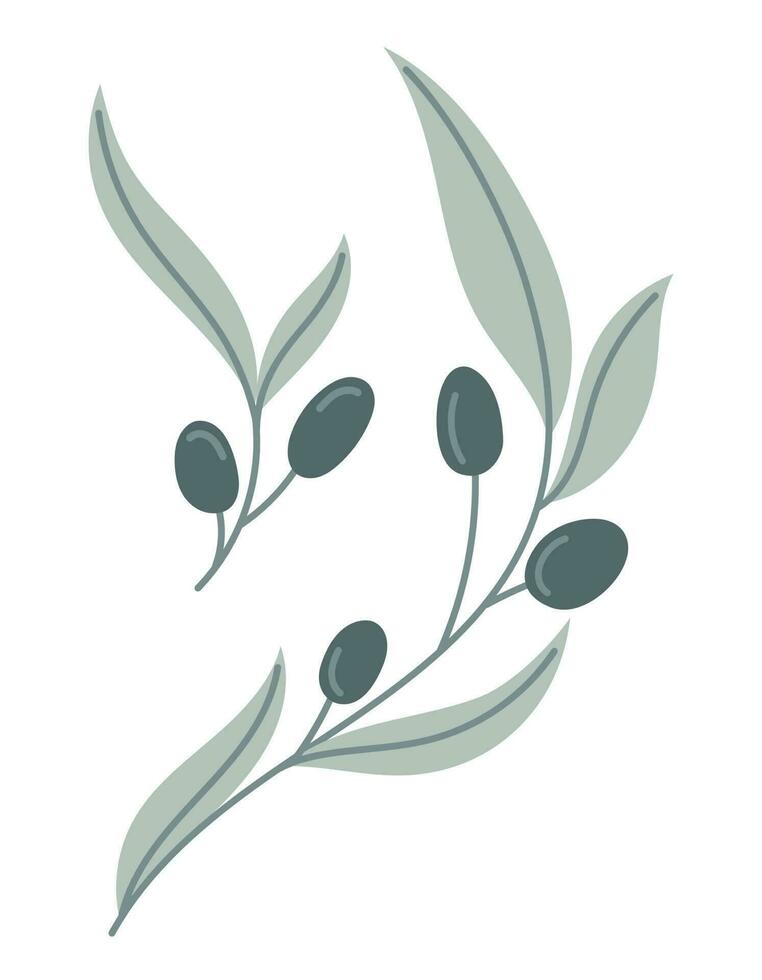 Vector isolated Olive branches with berries and leaves in flat style.