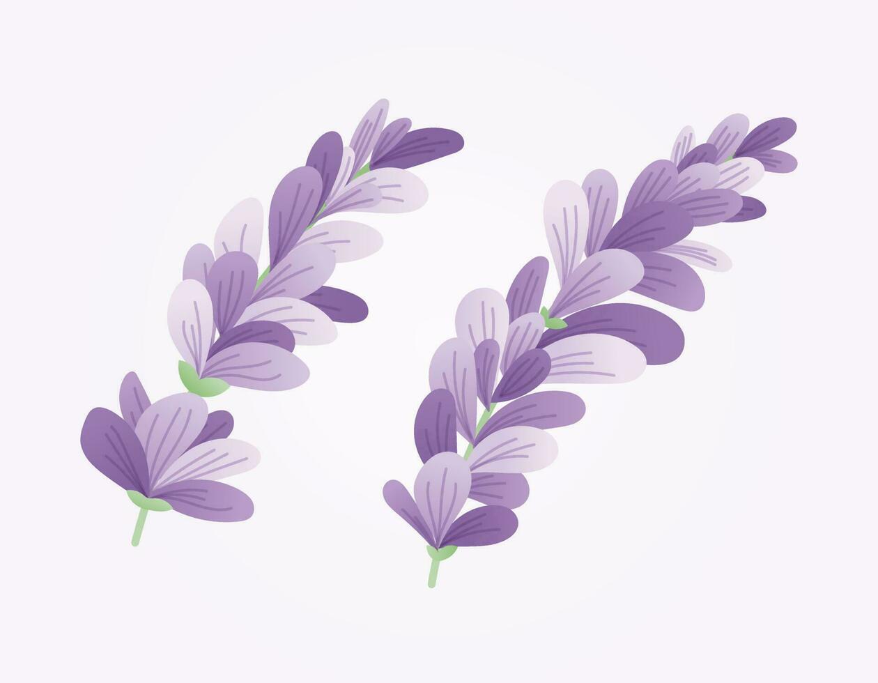 Set of two vector isolated branches of lavender or lilac with purple petals in flat style.