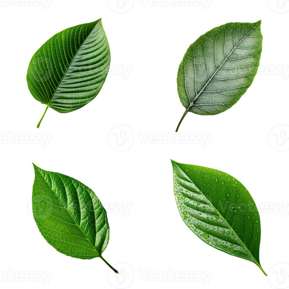 Top view tropical green leaves collection on transparent background. png