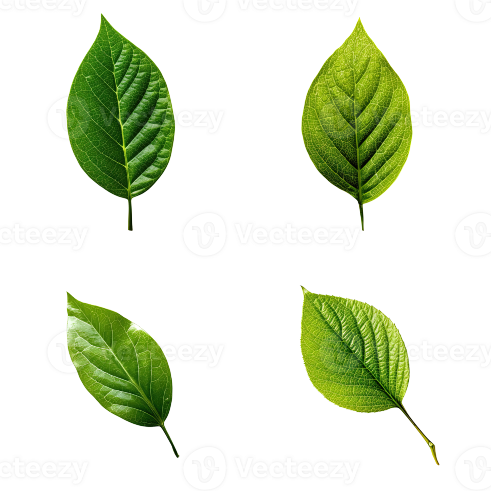 Top view tropical green leaves collection on transparent background. png