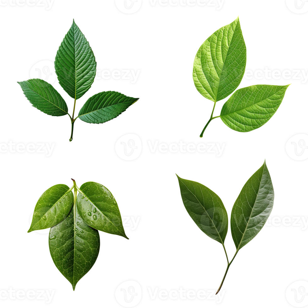 Top view tropical green leaves collection on transparent background. png