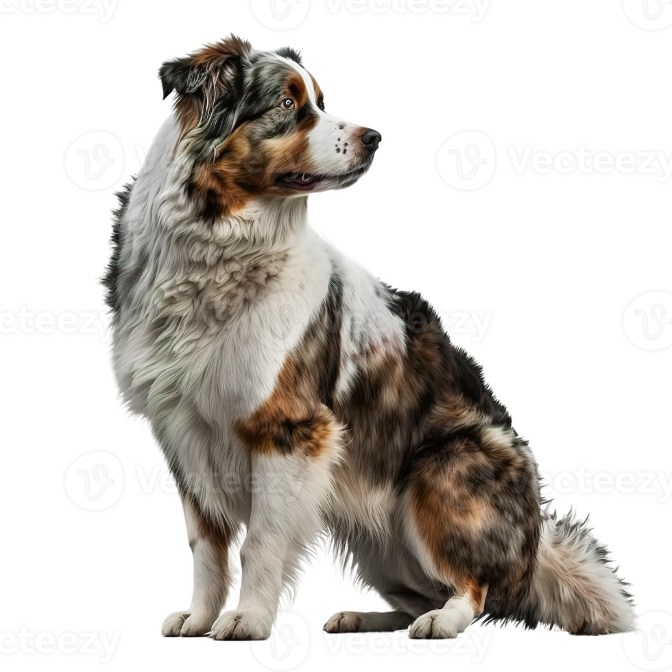 dog sitting on a transparent background. png