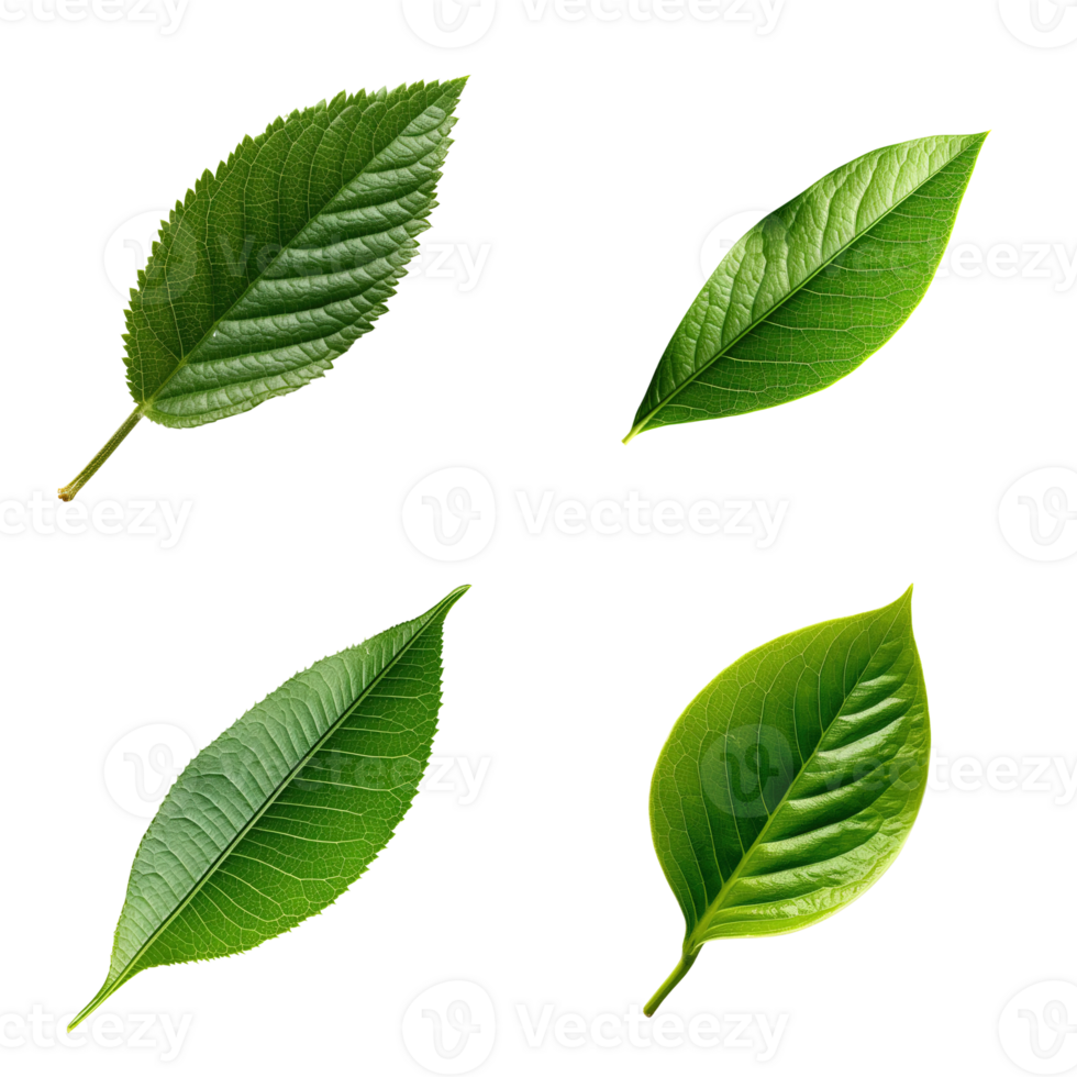 Top view tropical green leaves collection on transparent background. png