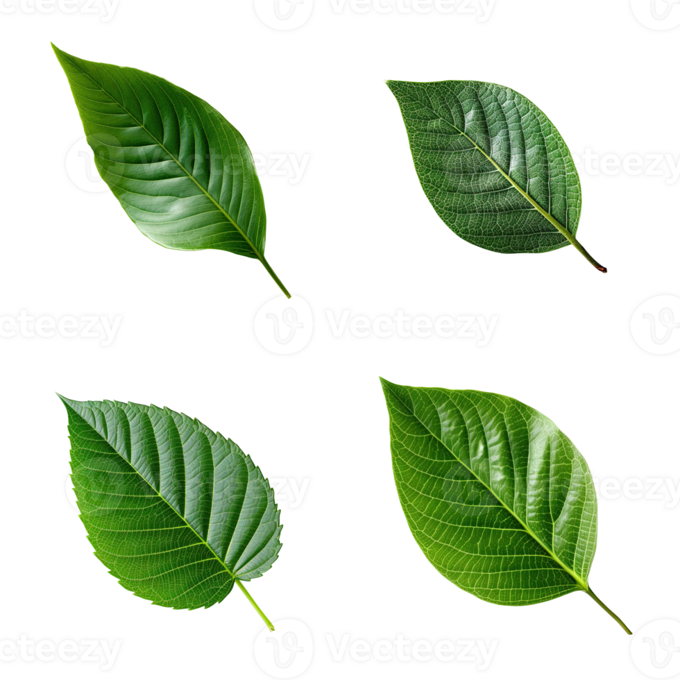 Top view tropical green leaves collection on transparent background. png