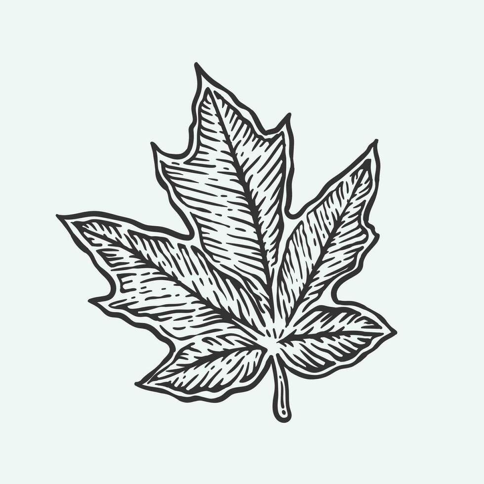 hand drawn illustration maple leaf in vintage style vector