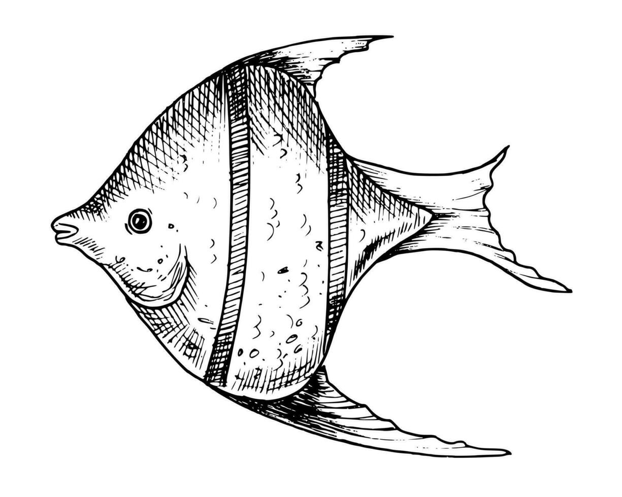 angelote vector ilustración. mano dibujado ilustración de pescado en contorno estilo pintado por negro tintas en aislado blanco antecedentes. línea Arte de submarino animal para icono o logo. monocromo grabado