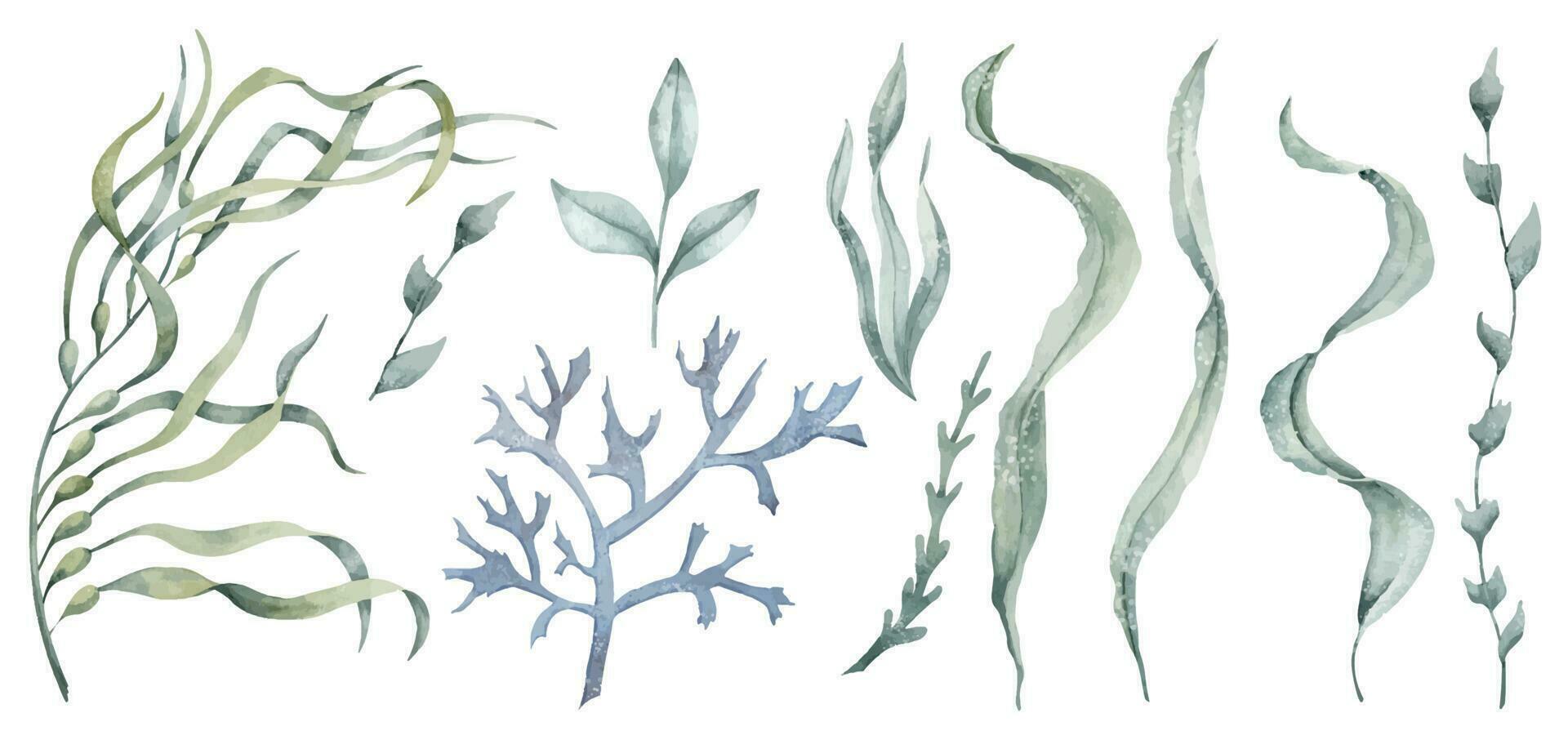 Set with Seaweeds and Algae on isolated background. Hand drawn watercolor bundle with Laminaria. Collection of underwater illustrations. Undersea plants for cosmetic label design. Colorful drawing vector