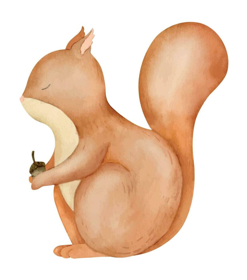 Red Squirrel with nut. Hand drawn watercolor illustration of Woodland Baby animal on white isolated background for kid shower greeting cards or invitations. Forest wild pet in cute cartoon style vector