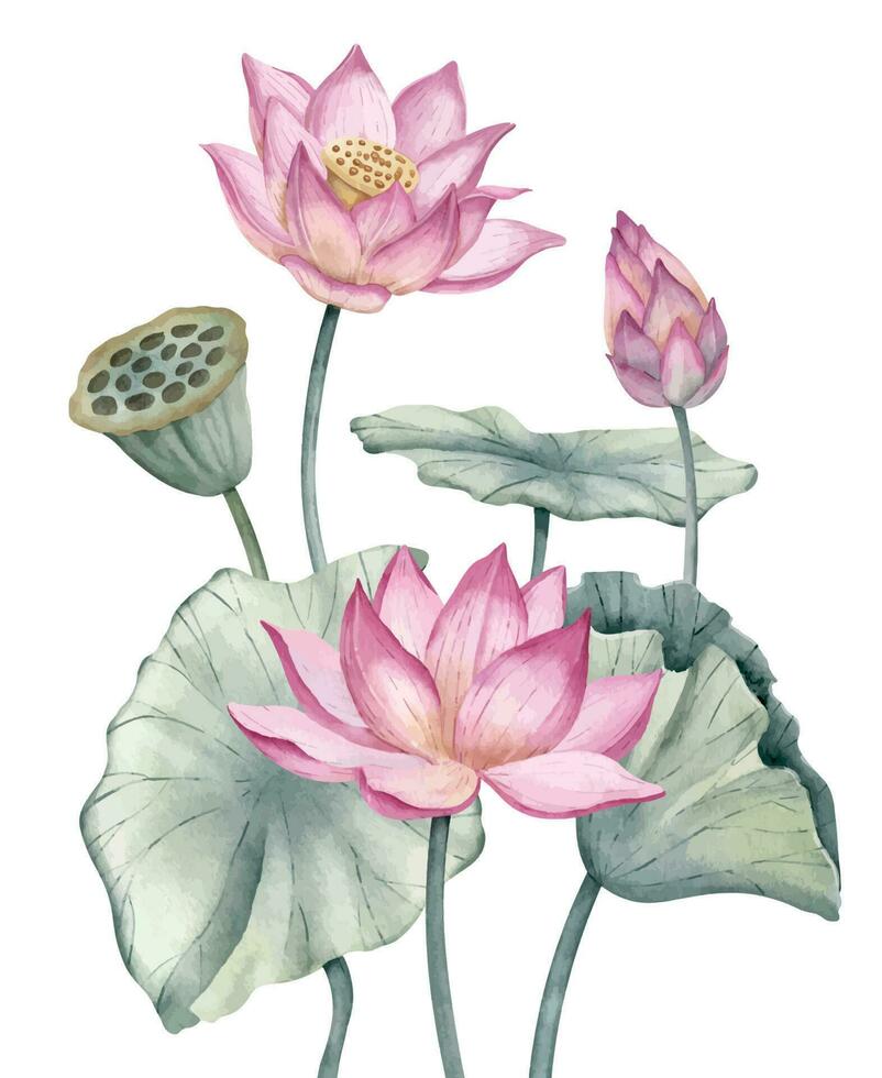 Lotus pink Flowers with green leaves. Hand drawn watercolor illustration of water lily on isolated background. Floral drawing of blooming waterlily for spa or Zen design. Botanical composition vector