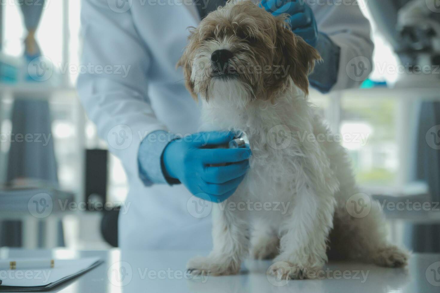 Vet examining dog and cat. Puppy and kitten at veterinarian doctor. Animal clinic. Pet check up and vaccination. Health care. photo