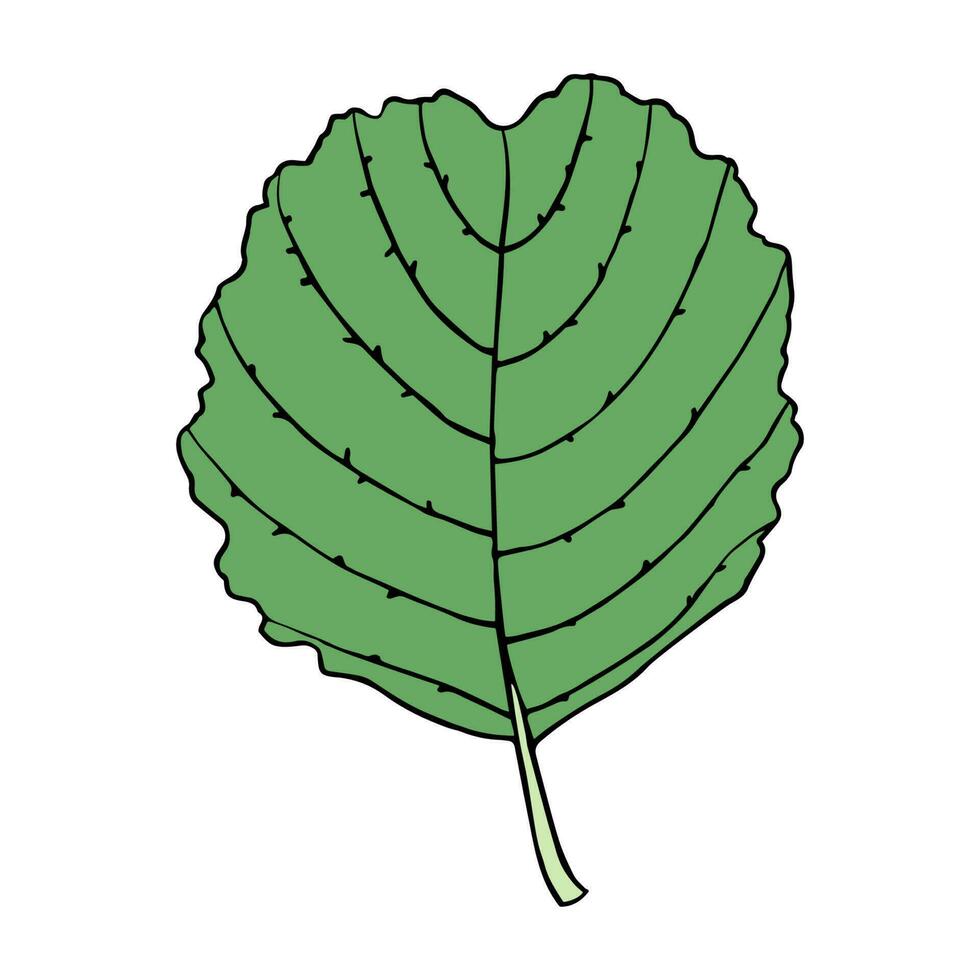 Isolated vector illustration of alder leaf in cartoon style. Colorful floral element for graphic design