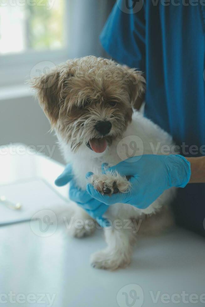 veterinario examinando perro y gato. perrito y gatito a veterinario doctor. animal clínica. mascota cheque arriba y vacunación. salud cuidado. foto