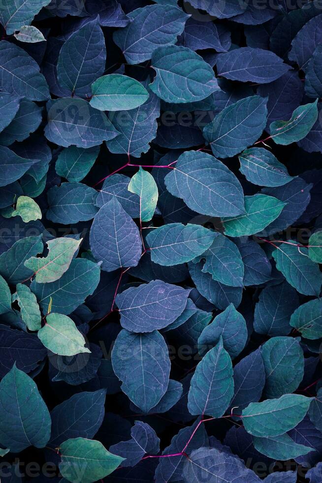 blue japanese knotweed plant leaves in winter season, blue background photo