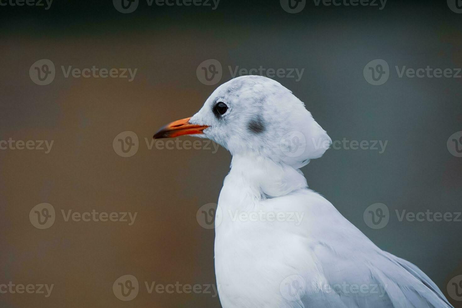 Seagull perching on railing in the harbor photo