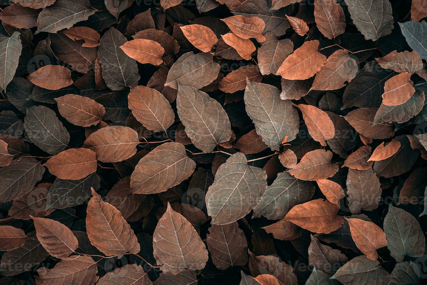 brown japanese knotweed plant leaves in autumn season, brown background photo