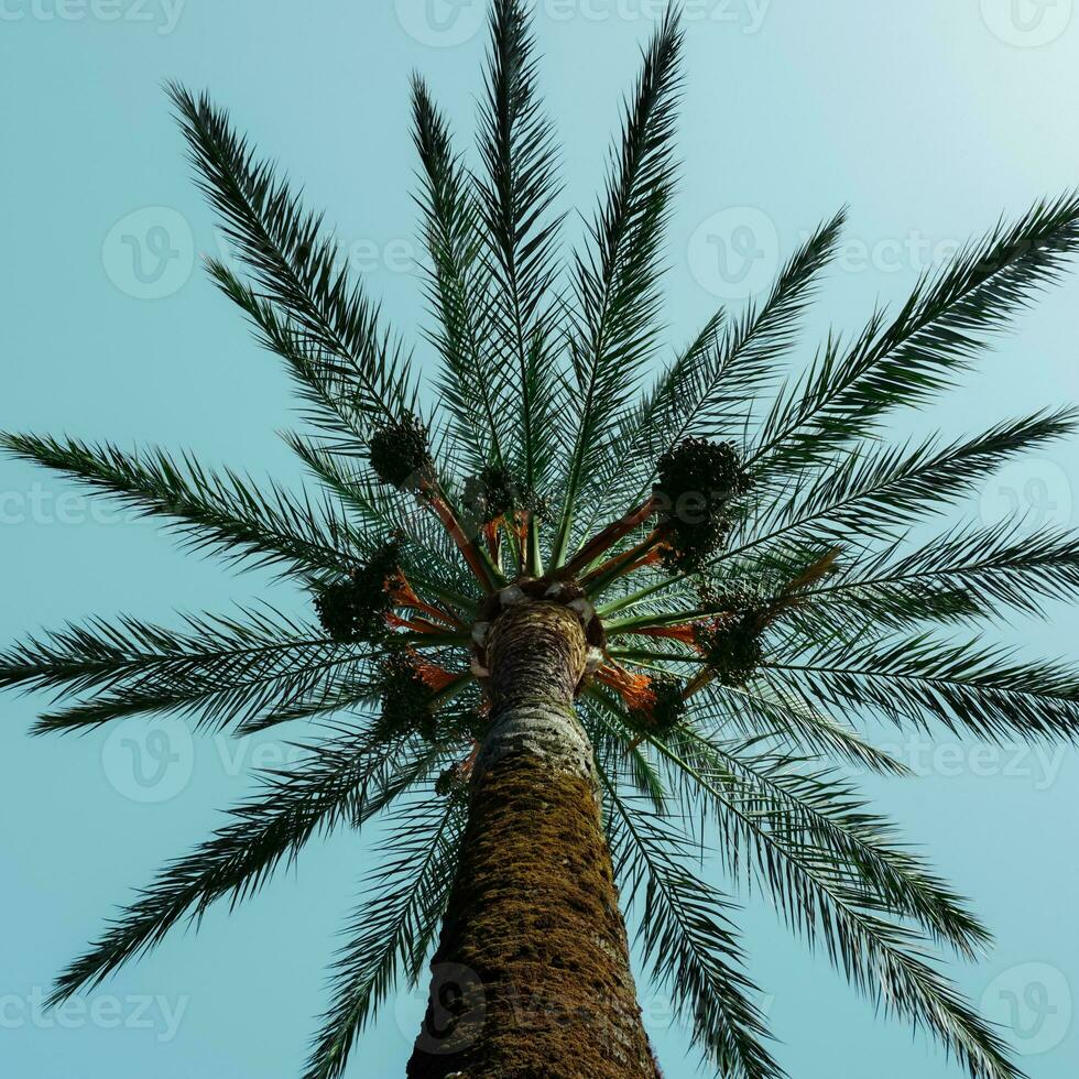 palm trees with blue sky background, tropical climate photo