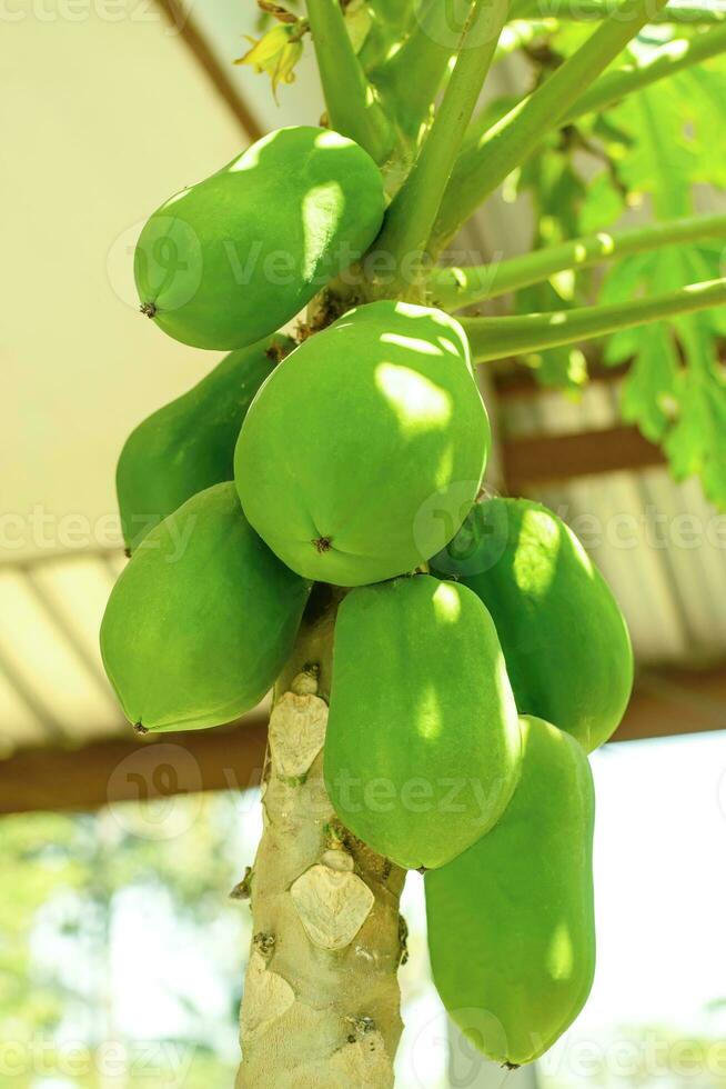 Green papaya fruits growing on papaya tree photo