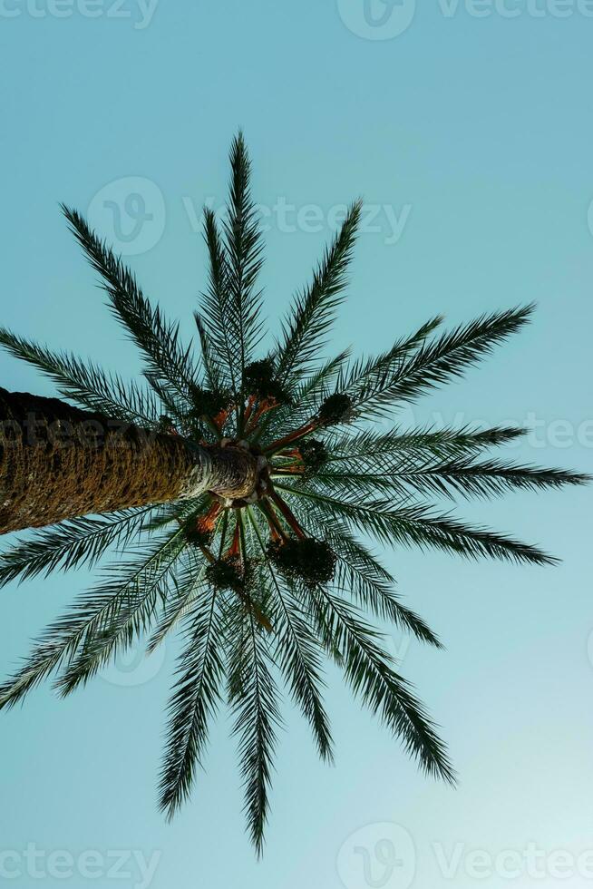 palma arboles con azul cielo fondo, tropical clima foto