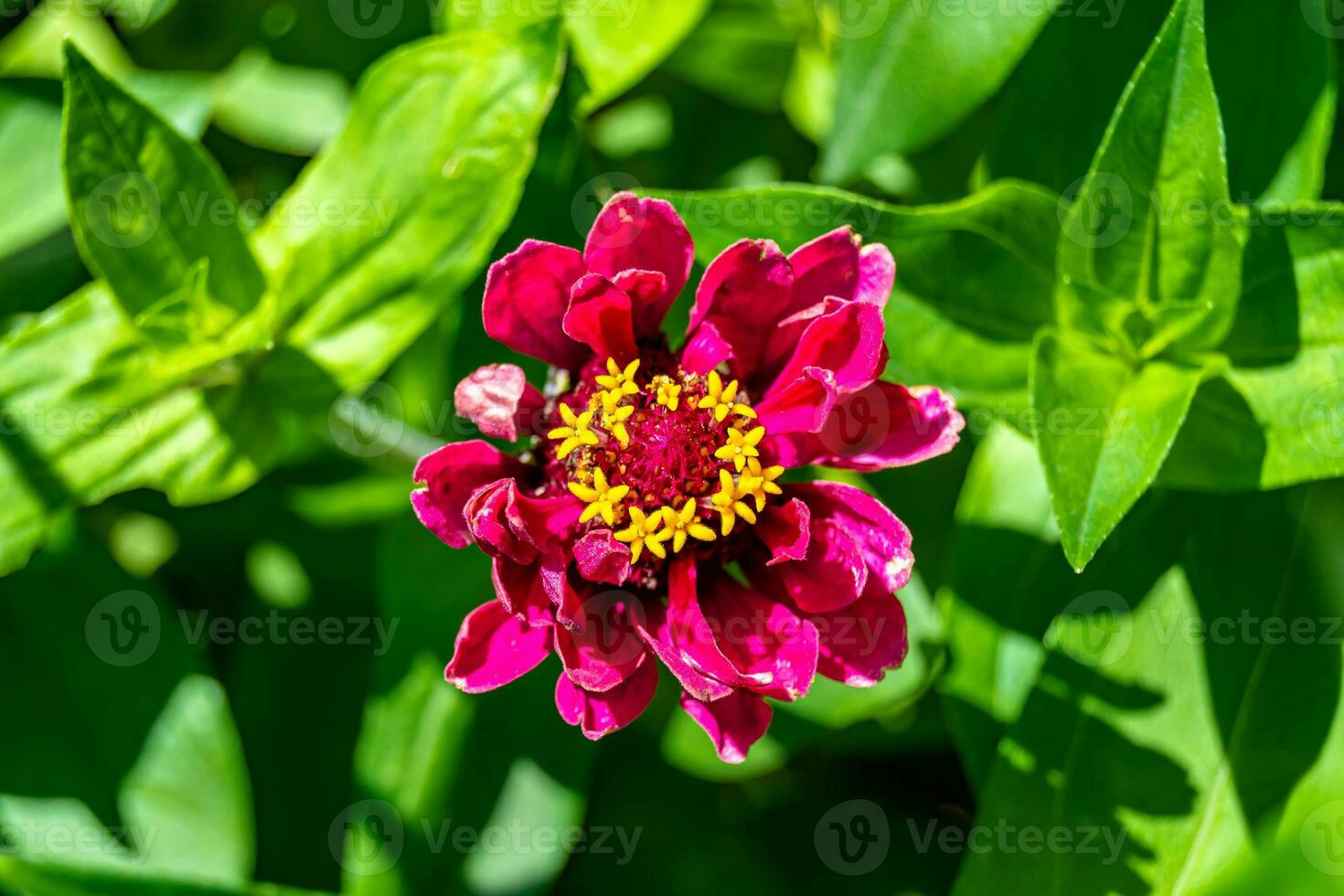 Beautiful wild growing flower zinnia elegans on background meadow photo