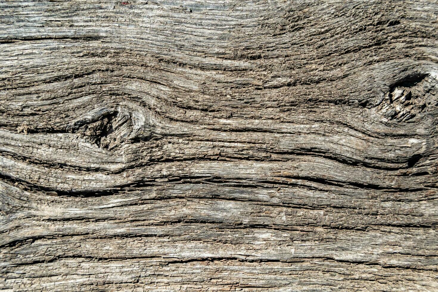 Beautiful wooden fracture old oak, natural texture close up photo