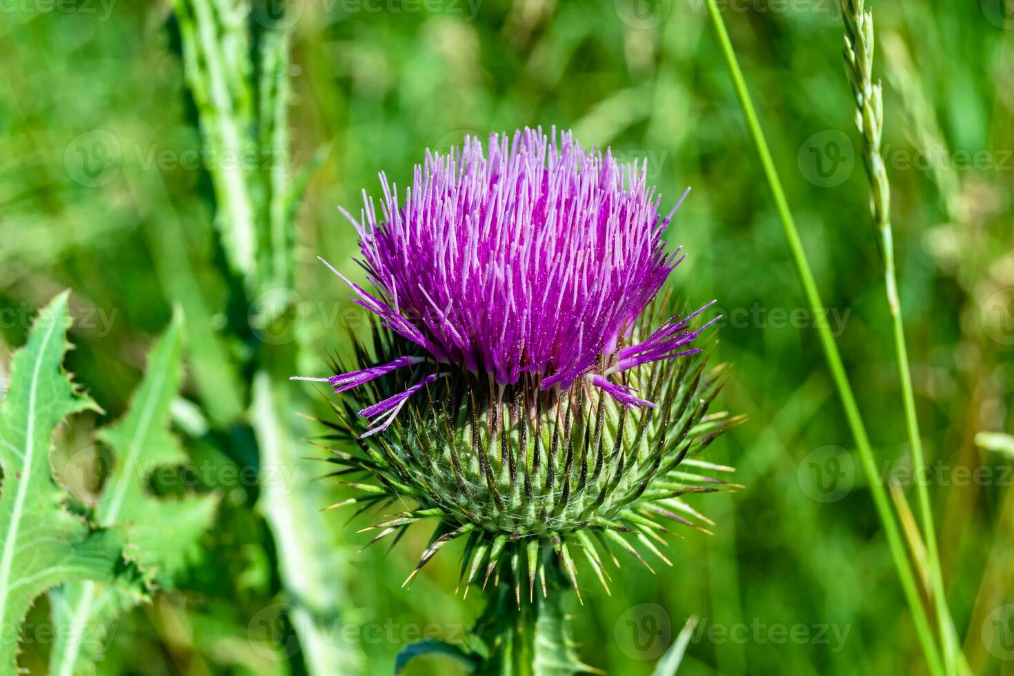 Beautiful growing flower root burdock thistle on background meadow photo