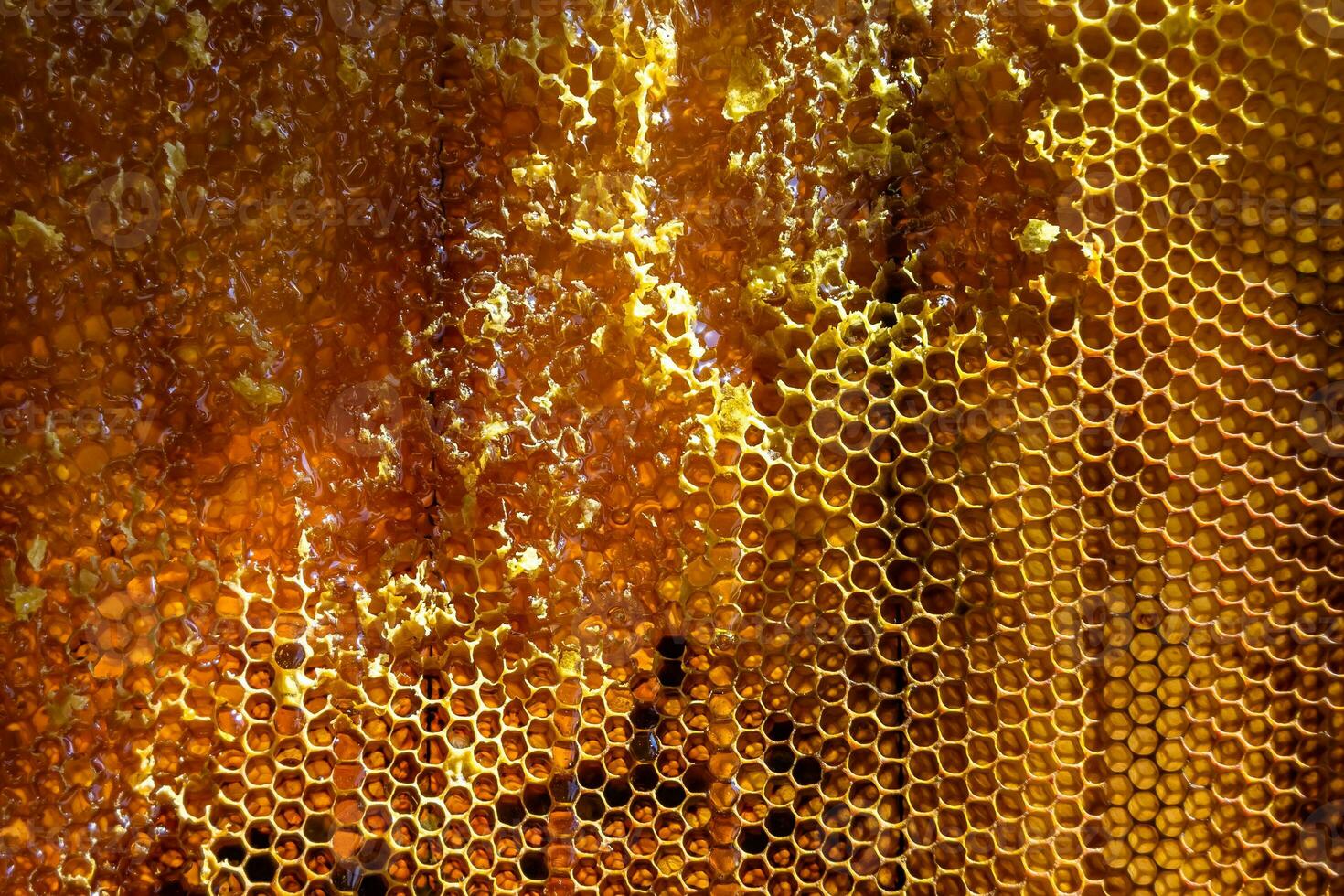 Drop of bee honey drip from hexagonal honeycombs filled with golden nectar photo