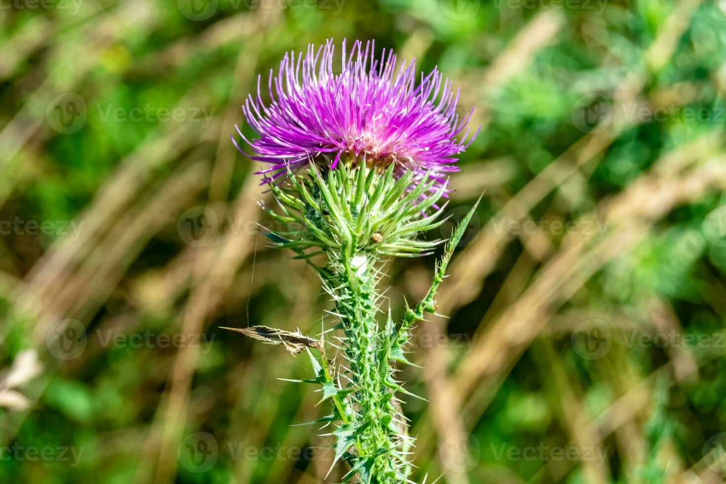 Beautiful growing flower root burdock thistle on background meadow photo