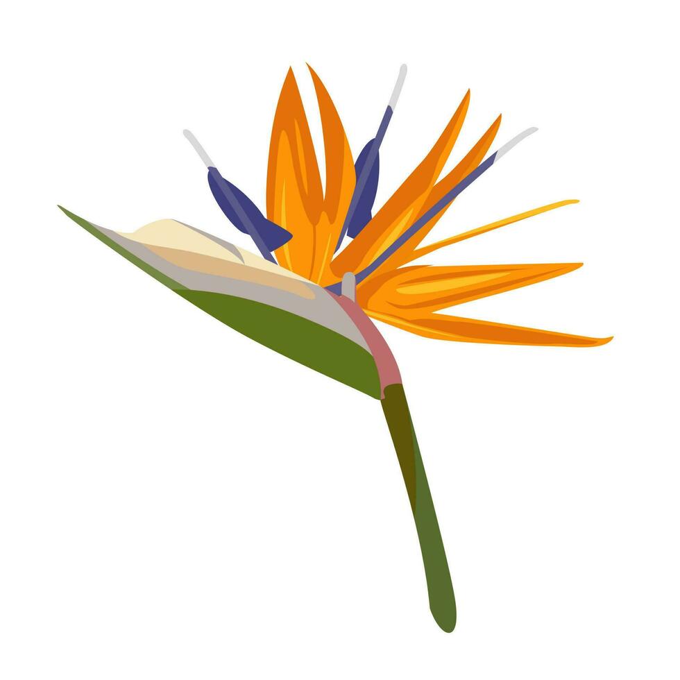 Vector illustration of Strelitzia reginae in cartoon style. Color illustration of Strelitzia on a white background.