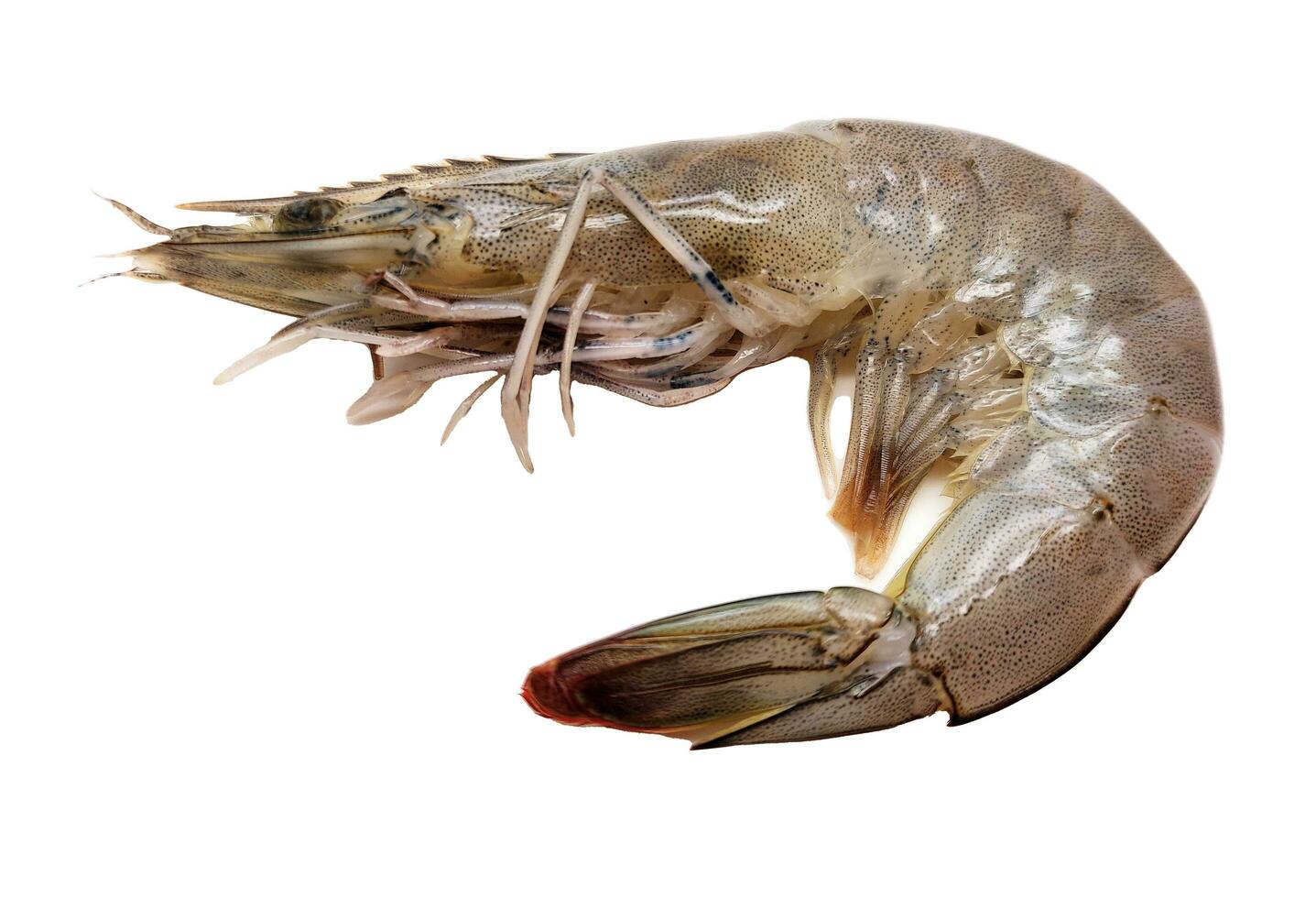 Fresh raw prawn isolated on white background photo