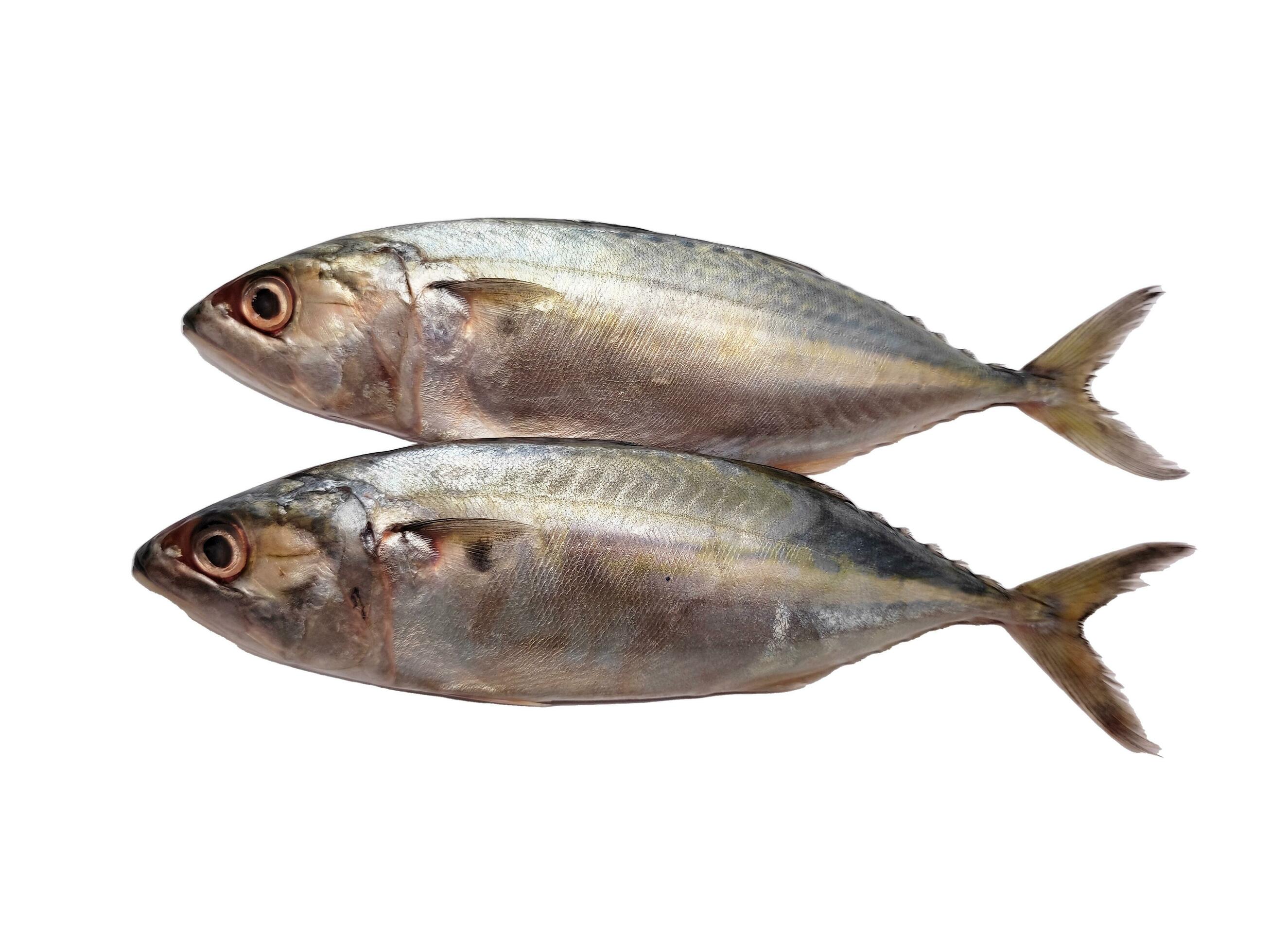 Rastrelliger kanagurta or Indian mackerel, isolated in white background