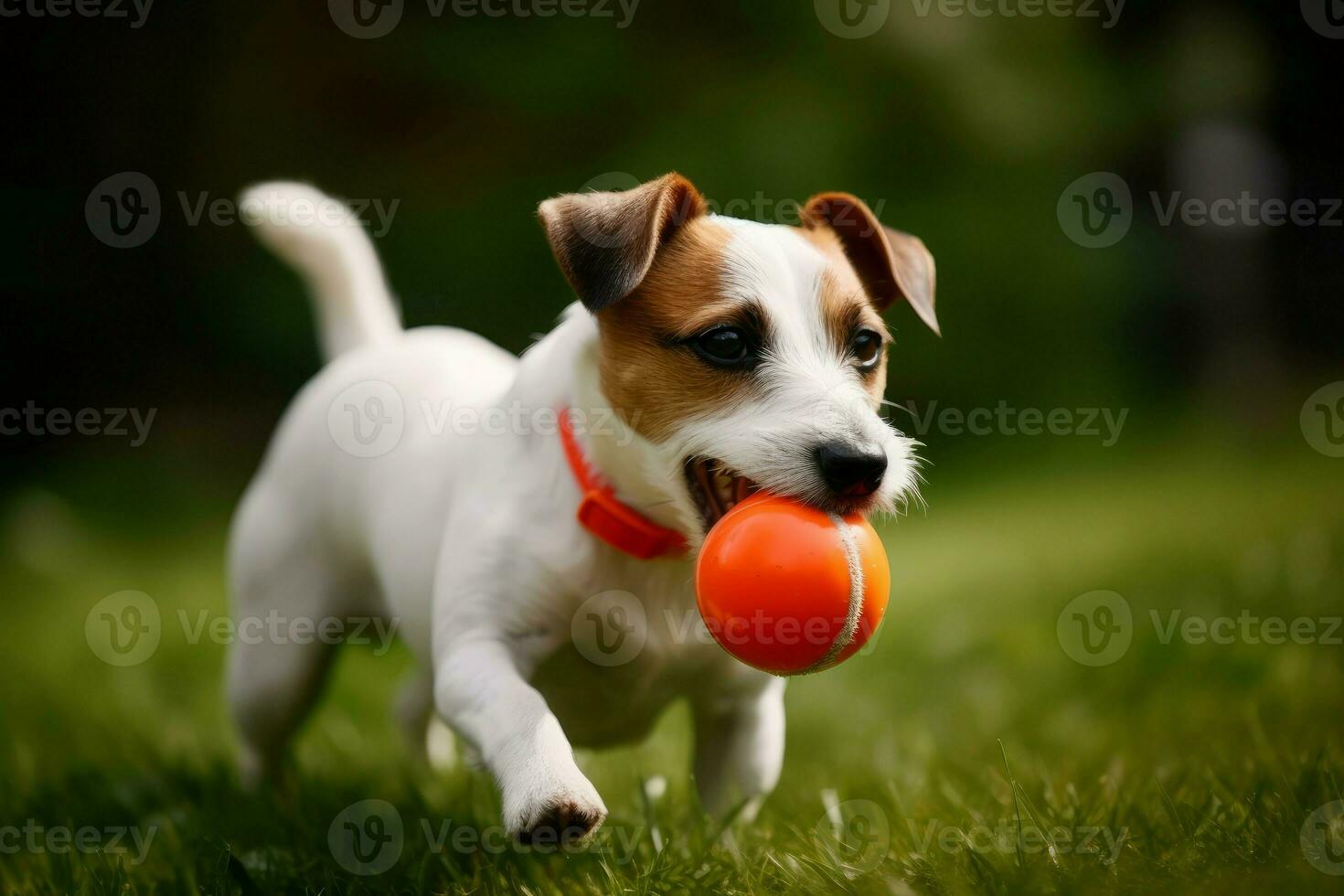 Jack rusia jugar perro pelota. generar ai foto