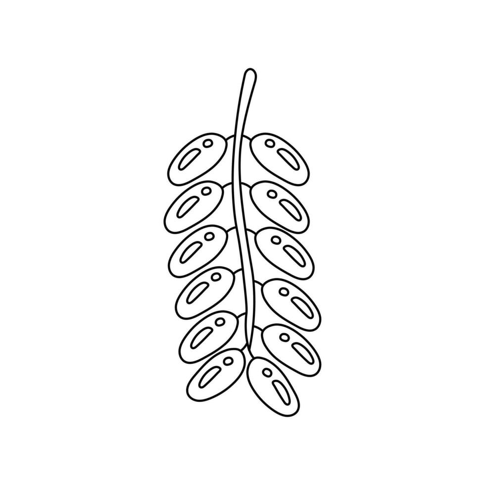 Dates fruits Doodle vector