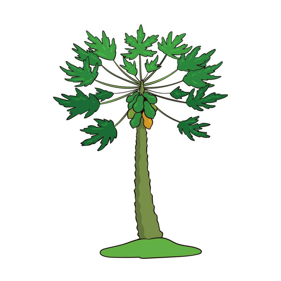 hand drawn papaya tree vector