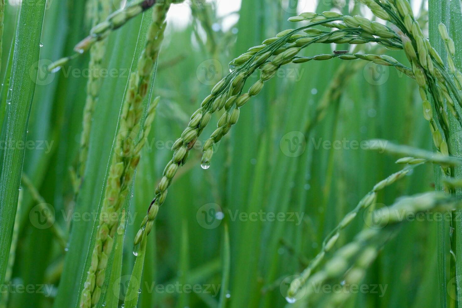 Close up drops of water on rice field in the morning. Rice field in Thailand. photo